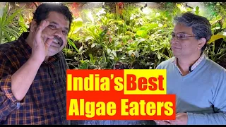 Indian Algae Eaters for Planted Aquarium | Mayur Dev's Tips | Better fish Keeping HD 1080p