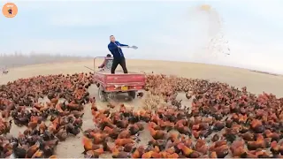 Discover the Model of Raising 70,000 Chickens of a Farmer in China