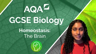 AQA GCSE Biology: The Brain (biology only)
