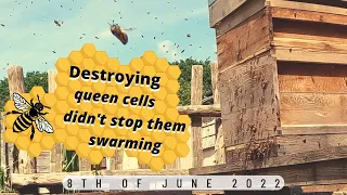 Destroying Queen Cells Doesn't Always Prevent Swarming