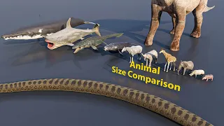 Animal Size Comparison | 3D Animation