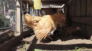 21 minutes of 4 week old chicks and mother hen