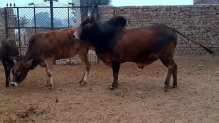 cow meeting... Red cow red mix black bull