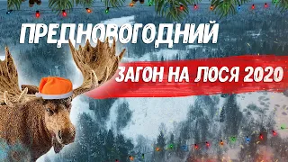 Зимняя Загонная охота на лося. Ленинградская область. Лось добыт.