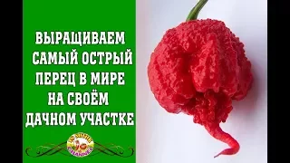 Выращиваем самый острый перец в мире на своём участке