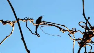 Hummingbird Song