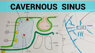 Cavernous Sinus | Head & Neck