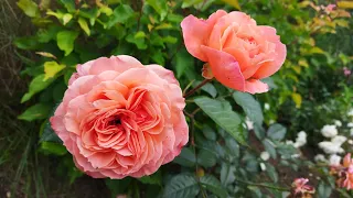 Роза Бельведер (rose belvedere), описание сорта, отзыв, цветение 2 июля 2022