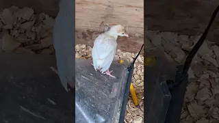 Chicks! feat. Bonus the chick—currently living with the turkeys to survive this brutal world 😂🌎🐥