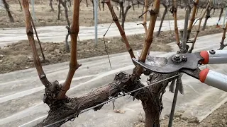 Poda de fructificación en seco de cordones de vid