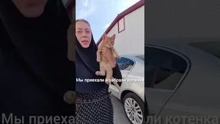 Солнечный Маленький Рыжий Котёнок Ищет Дом. Кошки Задонского монастыря.