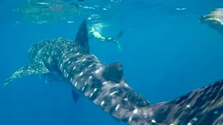 самая большая акула в мире (шок)