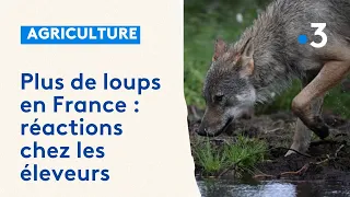 Le nombre estimé de loups en France revu à la hausse : rencontre avec un éleveur