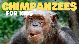 Chimpanzees for Kids | Learn all about this intelligent primate