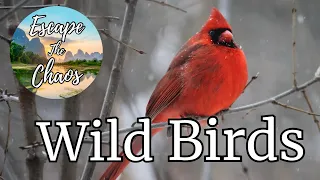 RELAX WITH WILD BIRDS | 4K 1 HOUR SPECIAL