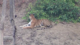 Live Tiger hunting a deer in Pench Wildlife Sanctuary, India