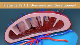 Placenta Part 1: Overview and Development of Placenta