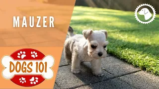 Dogs 101 - MALZER - Top Dog Facts about the MALZER | DOG BREEDS 🐶 #BrooklynsCorner