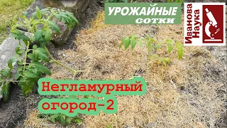 Негламурный огород-2. Первая неделя после посадки томатов. Растим листья, обеспечиваем мощь!