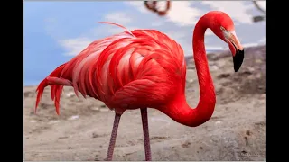 Пение птиц -Розовый фламинго