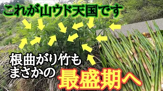 【山菜採り】異常事態宣言❗4月末なのにまさかの最盛期！完全におかしいです。山菜親子が行く。