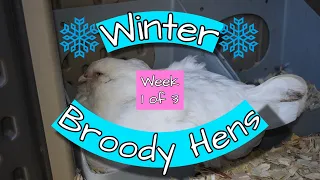 Winter Broody Hens - Week 1 of 3 - Backyard Chickens