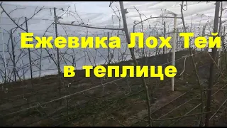 Ежевика Лох Тей в теплице