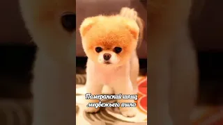 Померанский шпиц медвежьего типа - самая милая собака #милашка #собачка #самаямилаясобачка