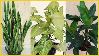 5 PLANTAS PARA CULTIVAR DENTRO DE CASAS E APARTAMENTOS | Resistentes e fáceis de cuidar