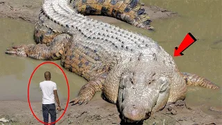 धरती के 5 सबसे बड़े आदमखोर मगरमच्छ TOP 5 LARGEST CROCODILES In The World