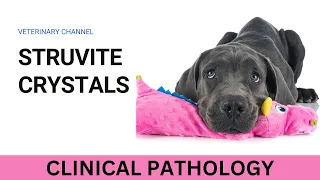 WHAT YOU NEED TO KNOW ABOUT STRUVITE CRYSTALS AND YOUR DOG URINARY HEALTH