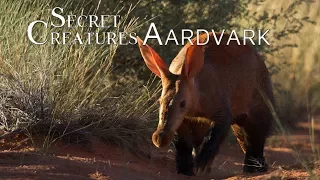 Secret Creatures: Africa's earth pig, the Aardvark.