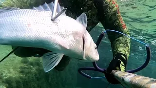 SEABASS Spearfishing Cyprus Λαβράκια στη Μεσόγειο Ψαροντουφεκο 2020-2021 1.6kg- 2.6kg-3.1kg-4.3kg