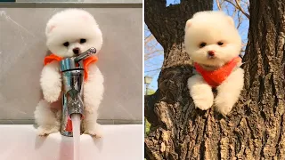 Tik Tok Mini Squirrel Dog😍 - Funny and Cute Pomeranian #4