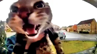Кот мяукает в камеру