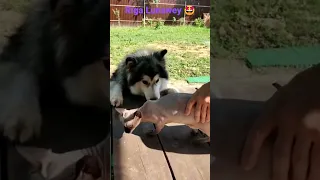 Alaskan Malamute Riga and Kerry Cat 😺 знакомство маламута и кошки