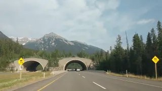 Banff wildlife crossing crossings