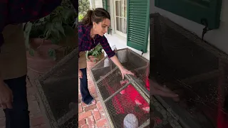 Homemade Chicken Brooder: Adding New Chickens to the Flock