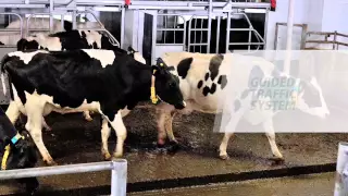 GEA Farm Technologies - MIone Multi-Box Automated Milking System - CANADA