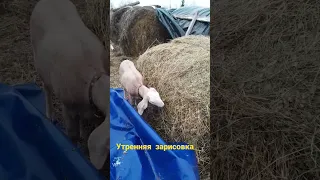 верный нубийски хвост