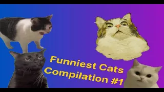 Funniest Cats Compilation #1: Unstoppable Laughs and Purrfect Pranks!