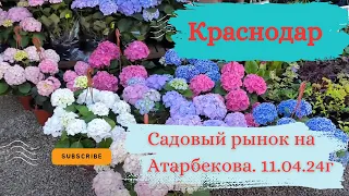 Краснодар. Садовый рынок на Атарбекова. 11.04.24г