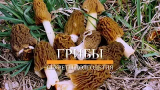 СТРОЧКИ И СМОРЧКИ - ЛЕЧЕБНЫЕ СВОЙСТВА ГРИБОВ. СЕКРЕТЫ ДОЛГОЛЕТИЯ