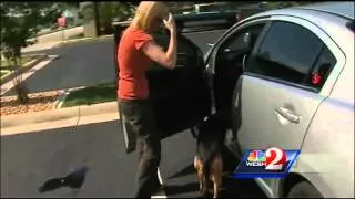 Dog rescued from Banana River