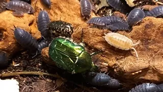 WOODLICES, OR ROLLY POLLIES, Isopoda, and Beetles, Scarabaeidae, Silphidae, in Living Culture.
