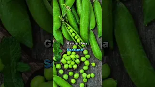 top 10 national vegetables from different countries in the world