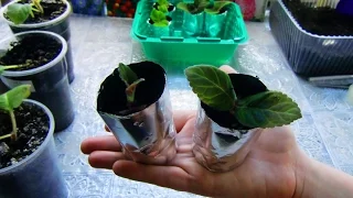 🌼Крошечные Глоксинии в стаканчиках из Фольги !!! Успех 100% !!! 🌼🌱How to grow gloxinia part №19