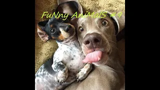 FuNny AniMalS #9 // Смешные видео с животными // Приколы с животными // Смешные животные 2020