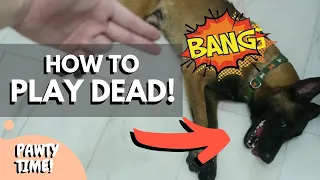 Teach Your Dog To Play Dead! | Simplified Steps!