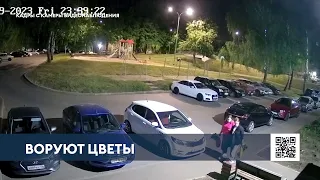 В Нижнекамске на видео попали женщины, выкапывающие цветы с клумбы